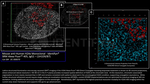 H2Ax Antibody in Immunocytochemistry (ICC/IF)