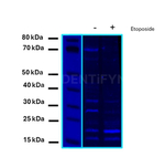 H2Ax Antibody in Western Blot (WB)