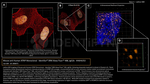 ATRIP Antibody in Immunocytochemistry (ICC/IF)