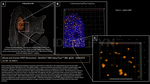 ATRIP Antibody in Immunocytochemistry (ICC/IF)