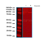 ATRIP Antibody in Western Blot (WB)