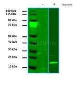 gamma-H2AX SRM Antibody in Western Blot (WB)