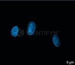 gamma-H2AX SRM Antibody in Immunocytochemistry (ICC/IF)