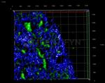 gamma-H2AX SRM Antibody in Immunocytochemistry (ICC/IF)