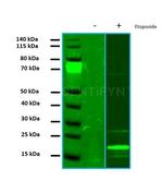 gamma-H2AX SRM Antibody in Western Blot (WB)