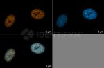 gamma-H2AX SRM Antibody in Immunocytochemistry (ICC/IF)