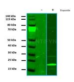 gamma-H2AX SRM Antibody in Western Blot (WB)