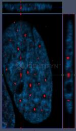 gamma-H2AX SRM Antibody in Immunocytochemistry (ICC/IF)