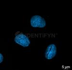 gamma-H2AX SRM Antibody in Immunocytochemistry (ICC/IF)