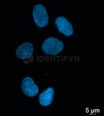 gamma-H2AX SRM Antibody in Immunocytochemistry (ICC/IF)