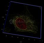 gamma-H2AX SRM Antibody in Immunocytochemistry (ICC/IF)