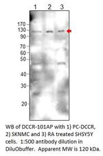 DCC Polyclonal Antibody