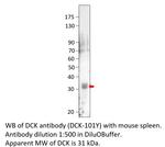DCK Polyclonal Antibody