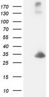 DCK Antibody in Western Blot (WB)