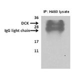 DCK Antibody in Immunoprecipitation (IP)