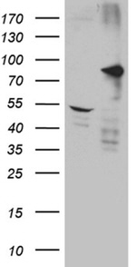 DCLK1 Antibody in Western Blot (WB)