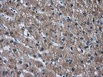 DCXR Antibody in Immunohistochemistry (Paraffin) (IHC (P))