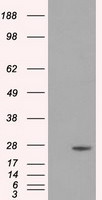 DCXR Antibody in Western Blot (WB)