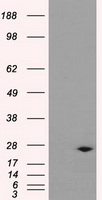 DCXR Antibody in Western Blot (WB)