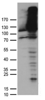DDB1 Antibody in Western Blot (WB)