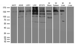 DDB1 Antibody in Western Blot (WB)