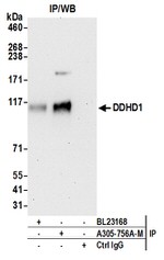 DDHD1 Antibody in Western Blot (WB)