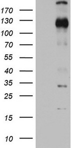 DDIT3 Antibody in Western Blot (WB)