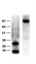 DDK Antibody in Western Blot (WB)