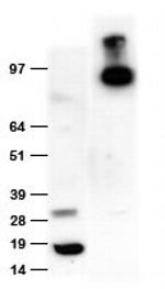 DDK Antibody in Western Blot (WB)