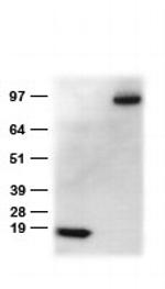 DDK Antibody in Western Blot (WB)