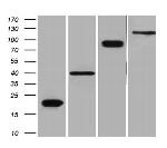 DDK Antibody in Western Blot (WB)
