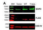 DDK Antibody in Western Blot (WB)