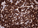 DDOST Antibody in Immunohistochemistry (Paraffin) (IHC (P))