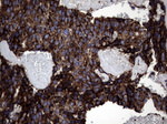 DDOST Antibody in Immunohistochemistry (Paraffin) (IHC (P))