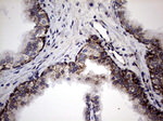 DDOST Antibody in Immunohistochemistry (Paraffin) (IHC (P))