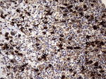 DDOST Antibody in Immunohistochemistry (Paraffin) (IHC (P))