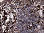 DDOST Antibody in Immunohistochemistry (Paraffin) (IHC (P))