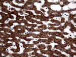DDOST Antibody in Immunohistochemistry (Paraffin) (IHC (P))