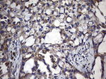 DDOST Antibody in Immunohistochemistry (Paraffin) (IHC (P))