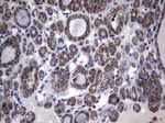 DDOST Antibody in Immunohistochemistry (Paraffin) (IHC (P))