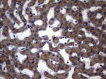 DDOST Antibody in Immunohistochemistry (Paraffin) (IHC (P))
