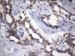 DDOST Antibody in Immunohistochemistry (Paraffin) (IHC (P))