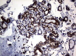 DDOST Antibody in Immunohistochemistry (Paraffin) (IHC (P))