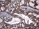 DDOST Antibody in Immunohistochemistry (Paraffin) (IHC (P))