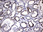 DDOST Antibody in Immunohistochemistry (Paraffin) (IHC (P))