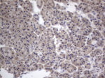 DDOST Antibody in Immunohistochemistry (Paraffin) (IHC (P))