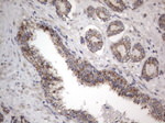 DDOST Antibody in Immunohistochemistry (Paraffin) (IHC (P))