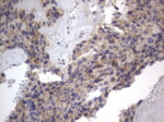 DDOST Antibody in Immunohistochemistry (Paraffin) (IHC (P))