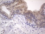 DDOST Antibody in Immunohistochemistry (Paraffin) (IHC (P))