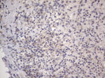 DDOST Antibody in Immunohistochemistry (Paraffin) (IHC (P))